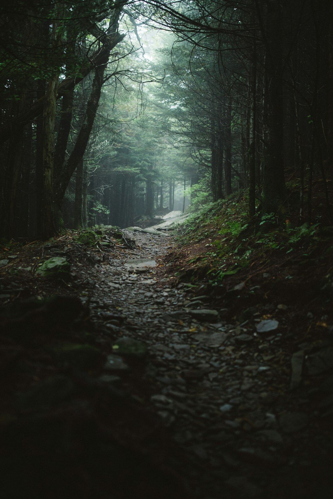 foggy forest path at dusk